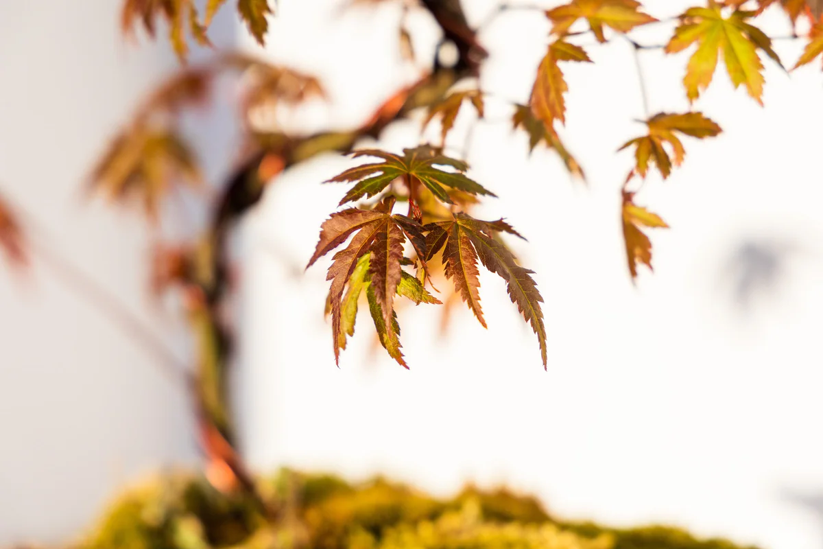 Japanese Maple Seedling, leaf detail (April 2023)