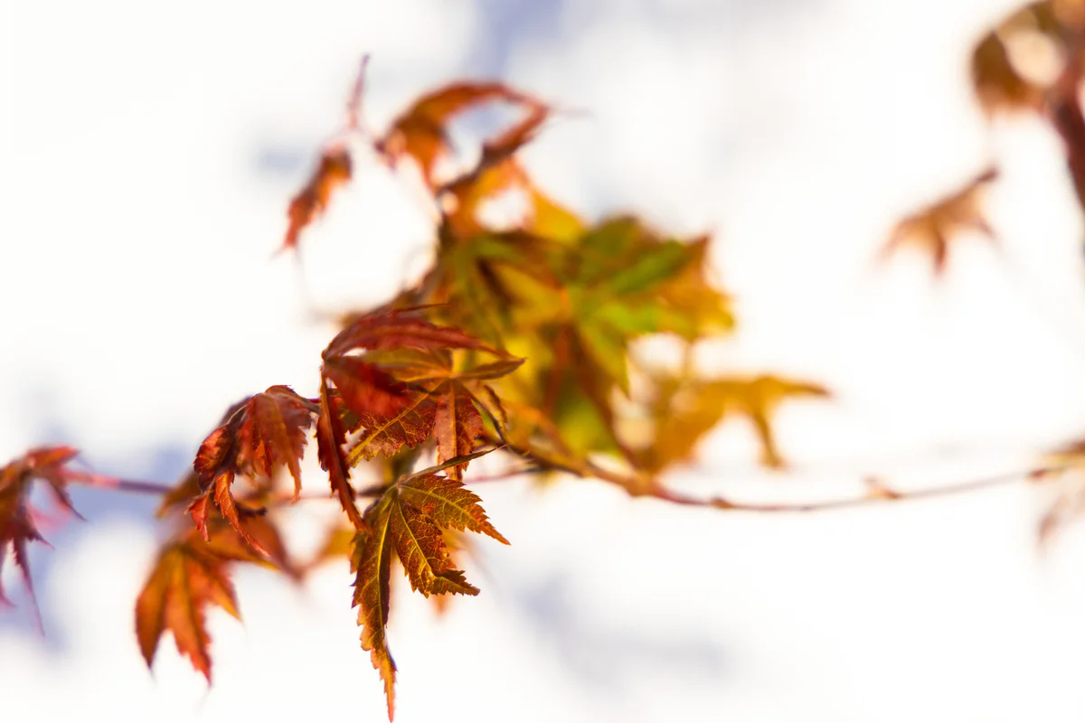 Japanese Maple Seedling, leaf detail (April 2023)
