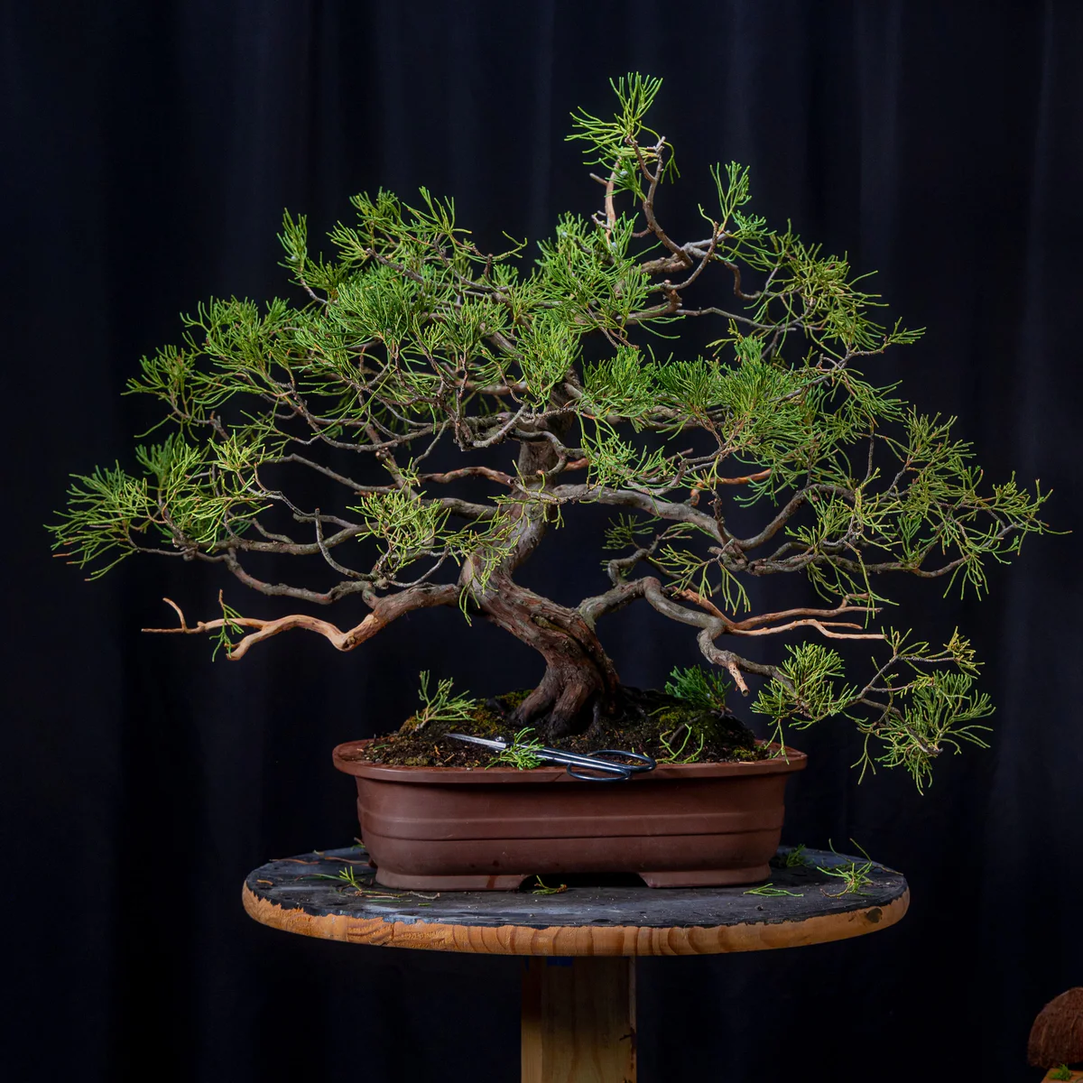 Juniper (Joe G) (August 2026)