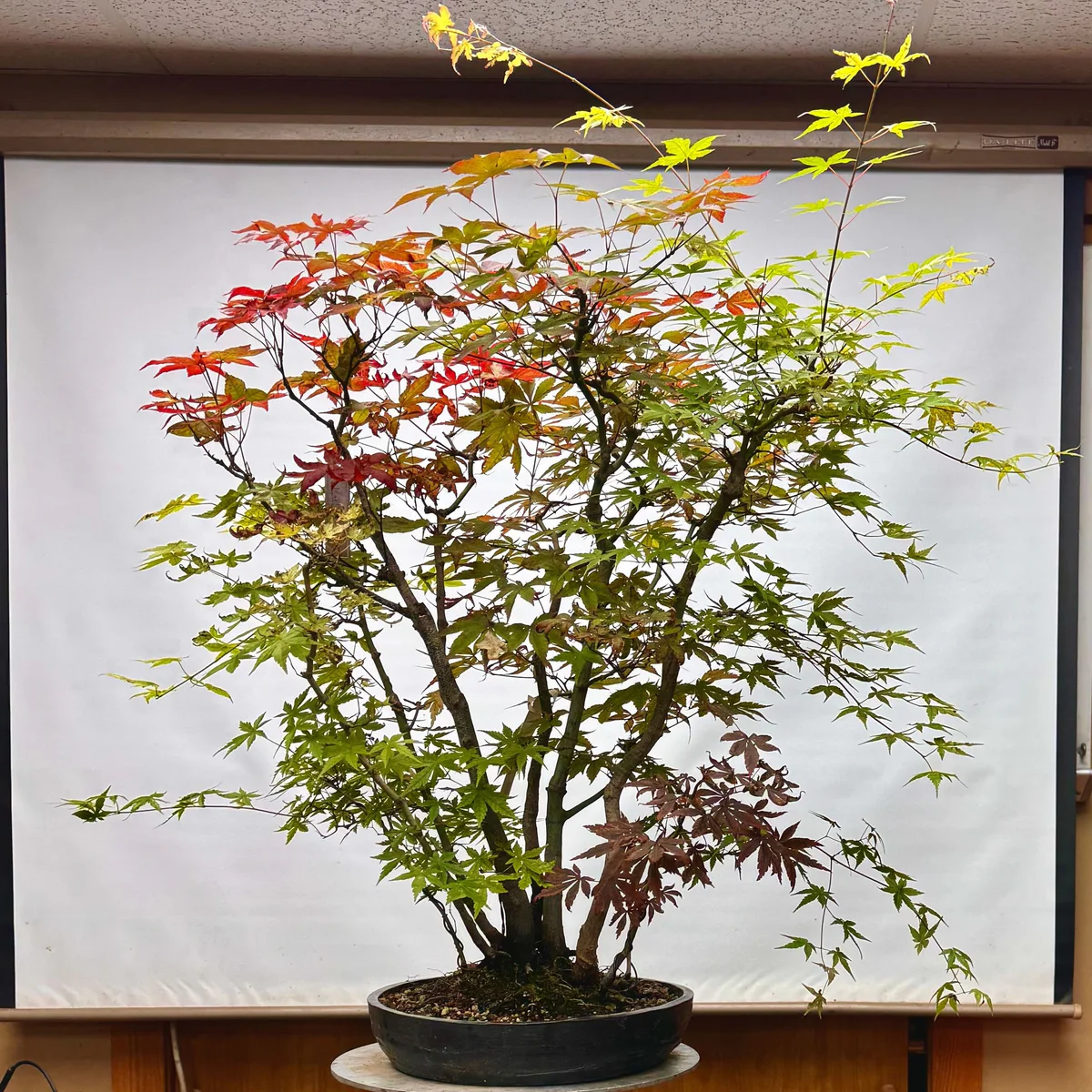Kabudachi Japanese Maple (May 2024)