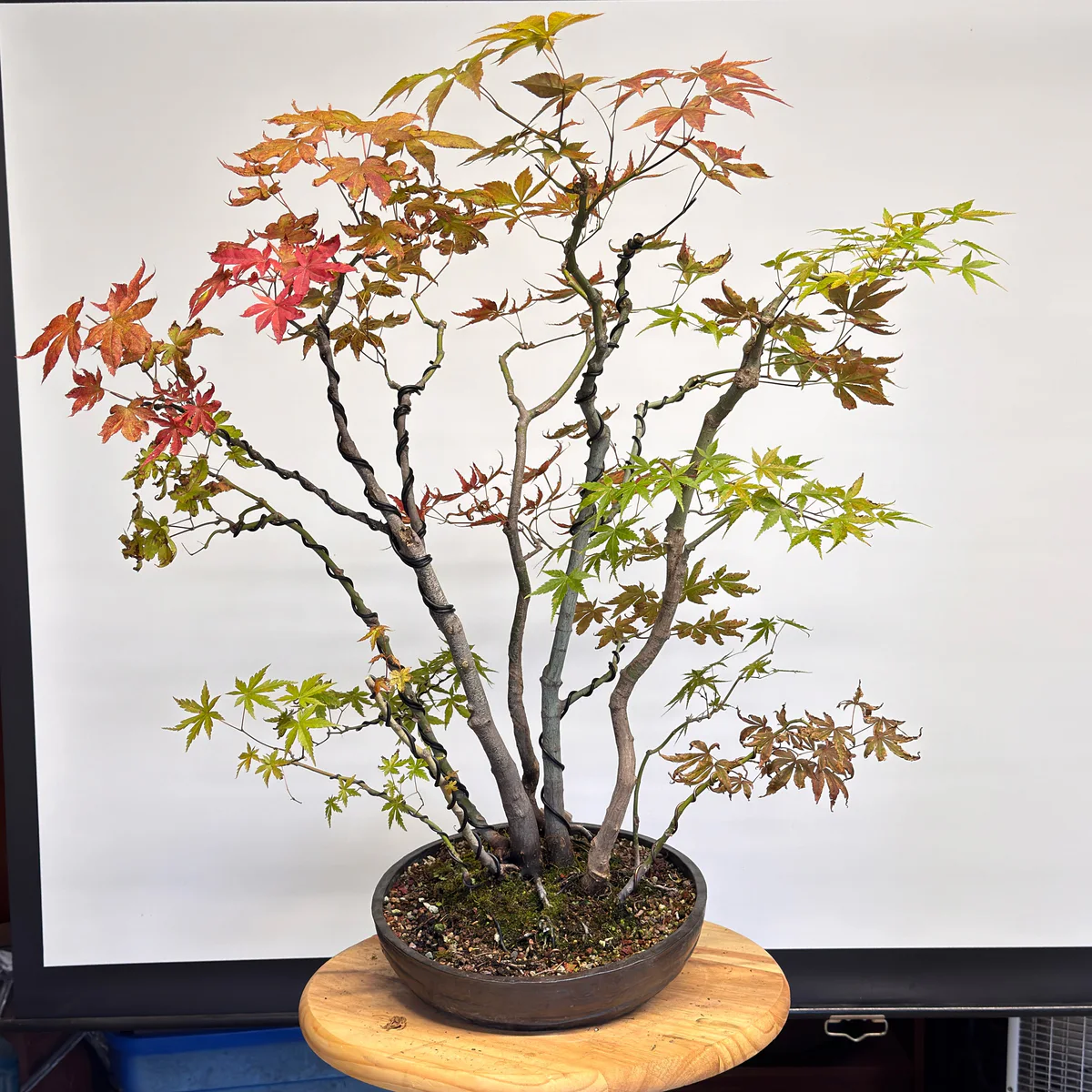 Kabudachi Japanese Maple, after pruning (June 2024)