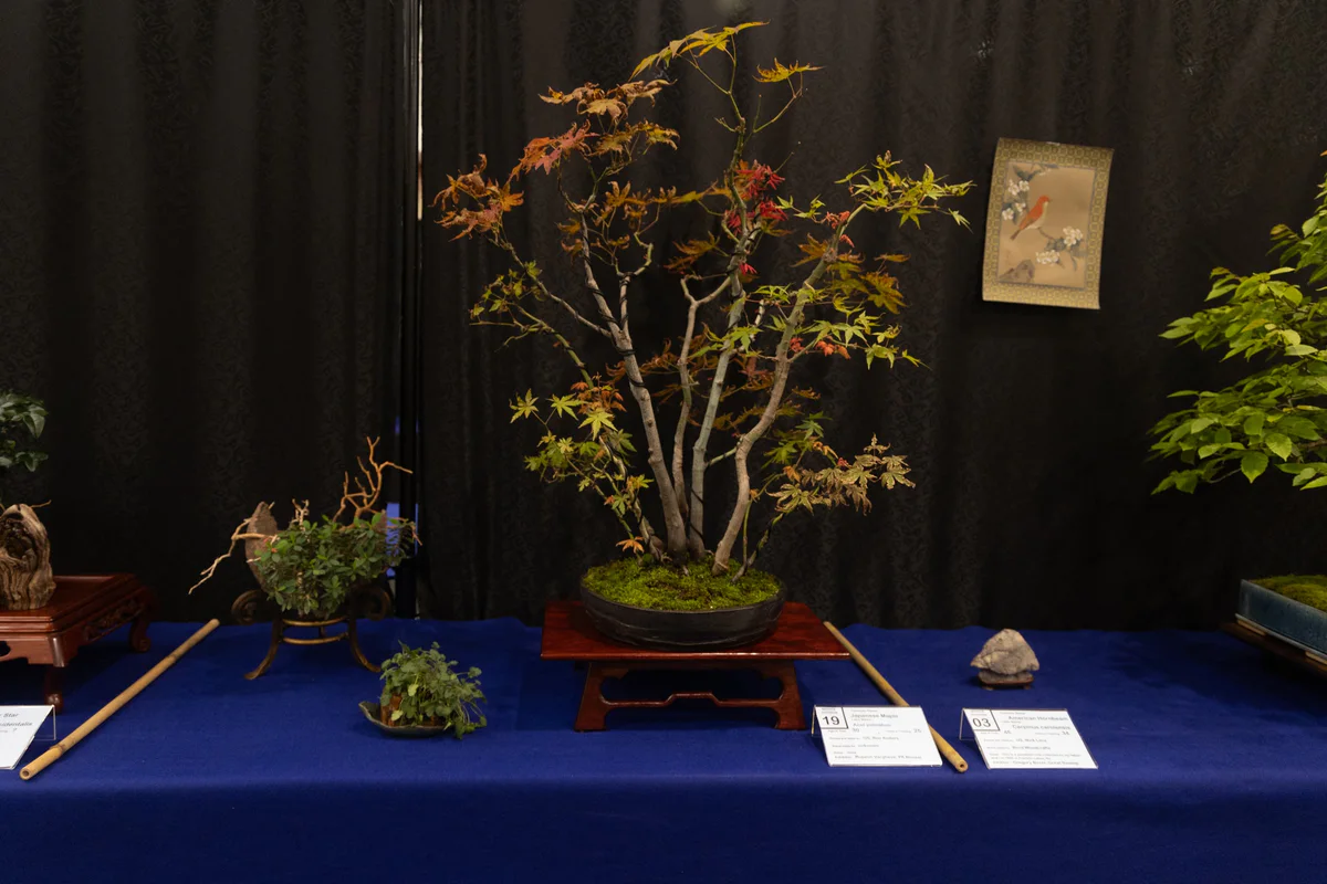 Kabudachi Japanese Maple, at the NJBS show, July 2024