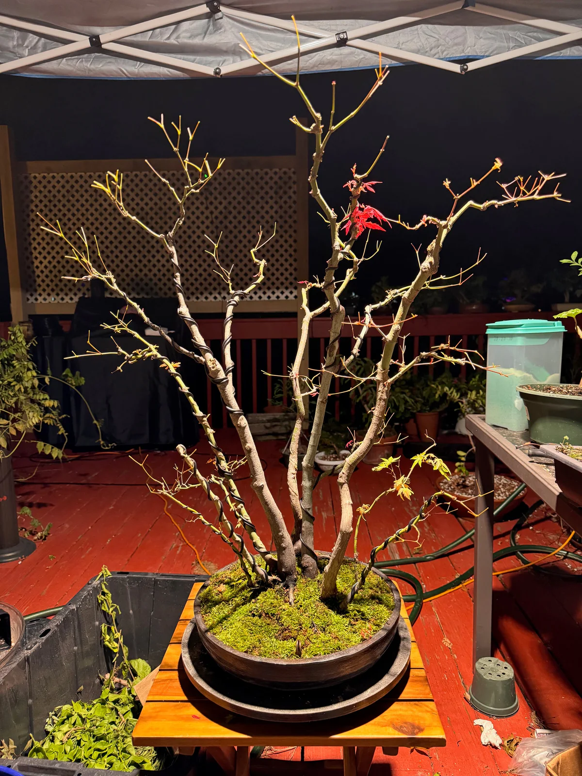 Kabudachi Japanese Maple, at the NJBS show, July 2024