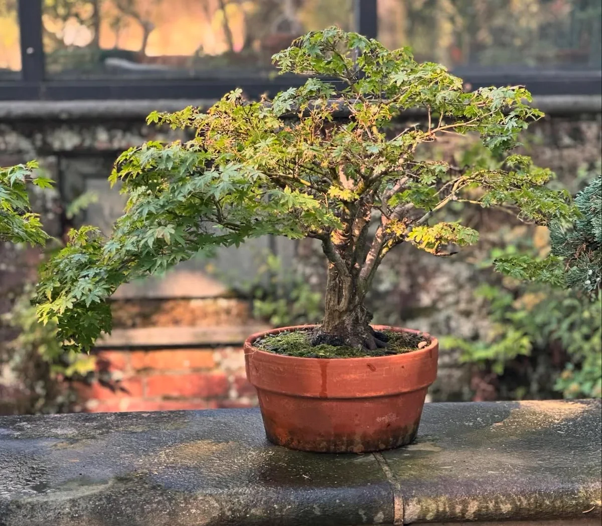 Kitohime Japanese Maple, fall 2023