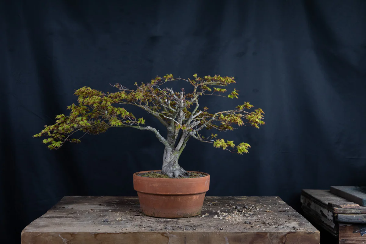 Kitohime Japanese Maple, spring 2024