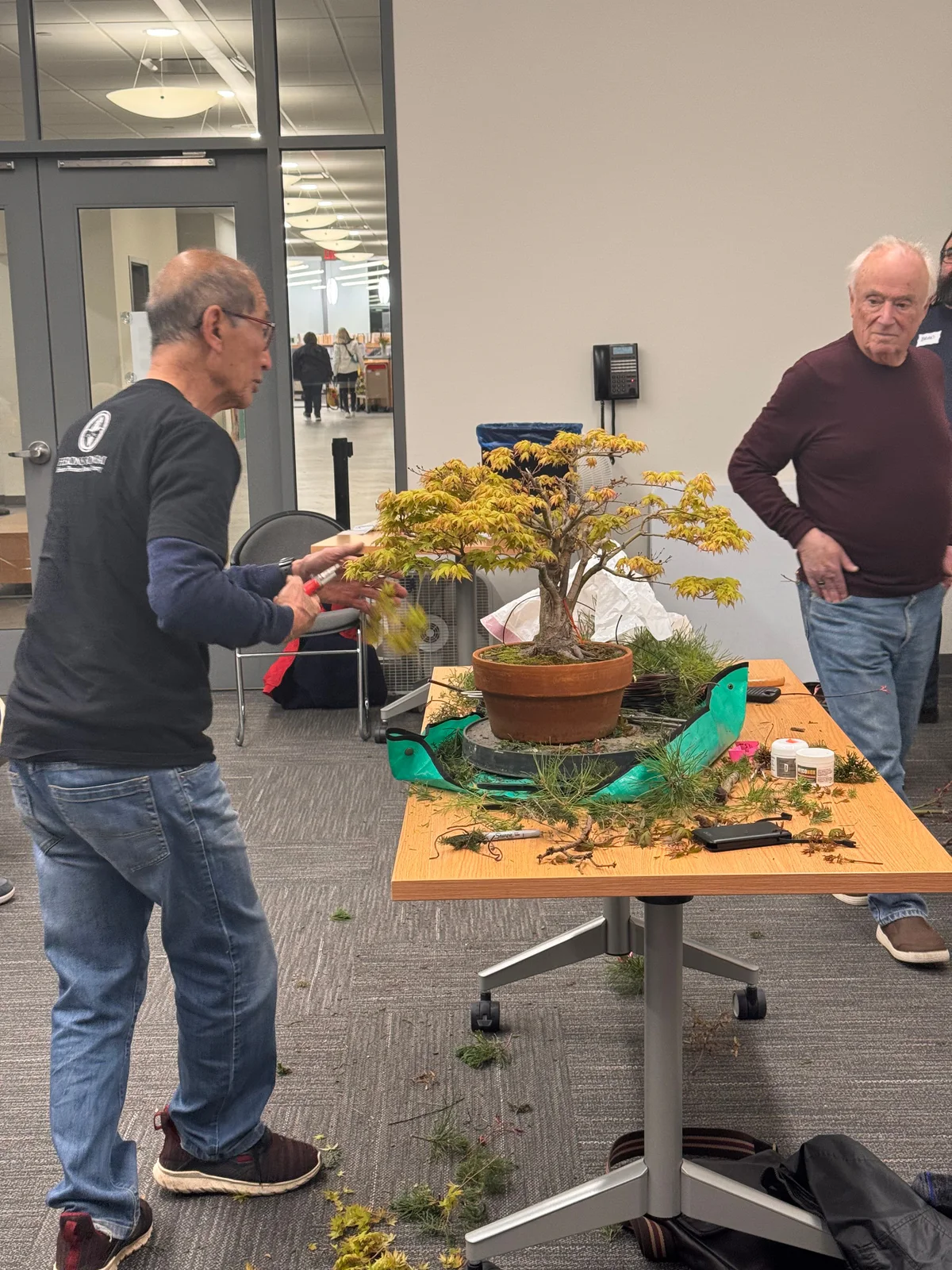 Kitohime Japanese Maple, peter Chan makes some quick decisions on things to remove (April 2025)