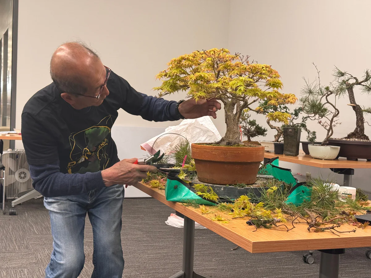 Kitohime Japanese Maple, peter studies the tree carefully and fast (April 2025)