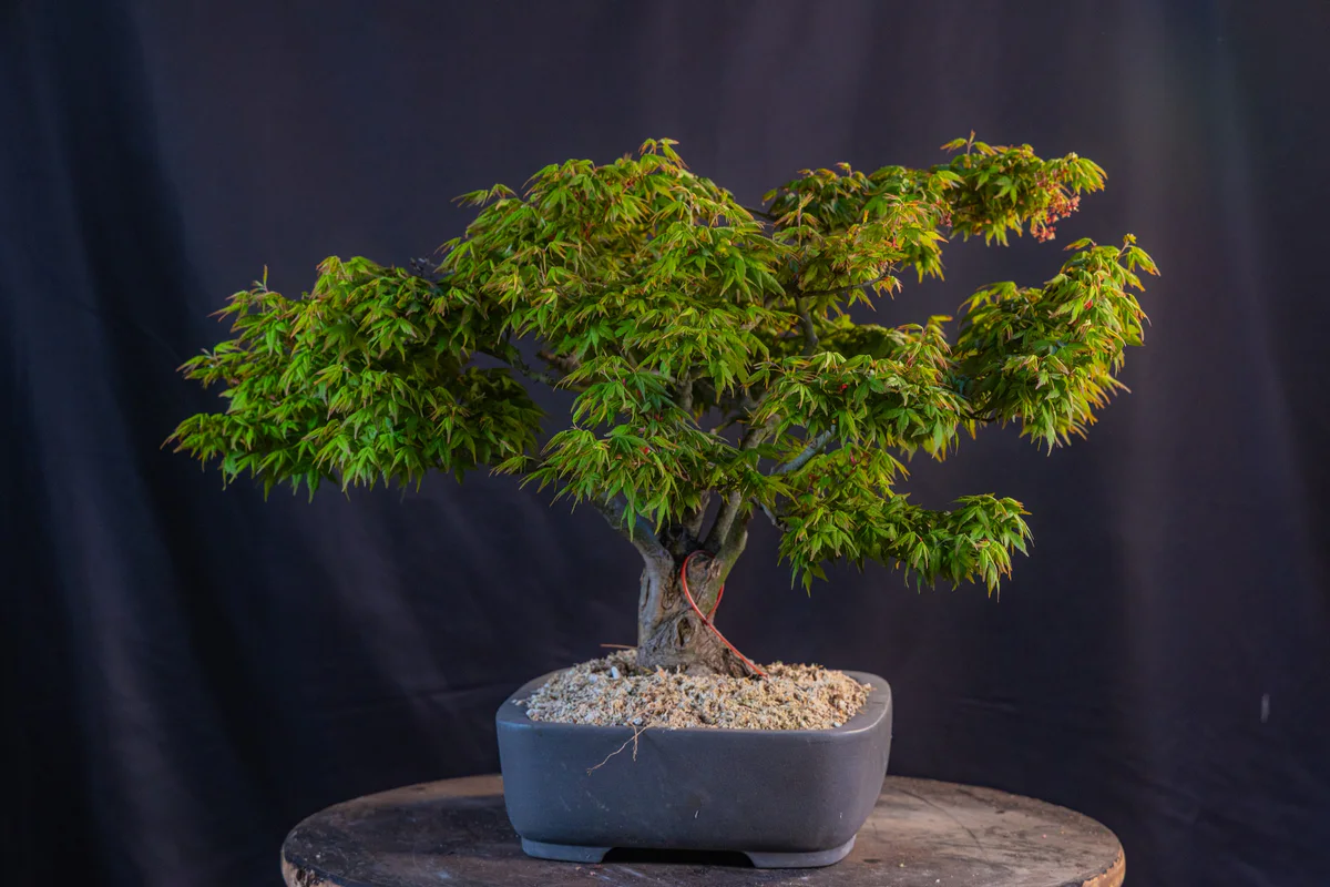 Kitohime Japanese Maple, spring 2026