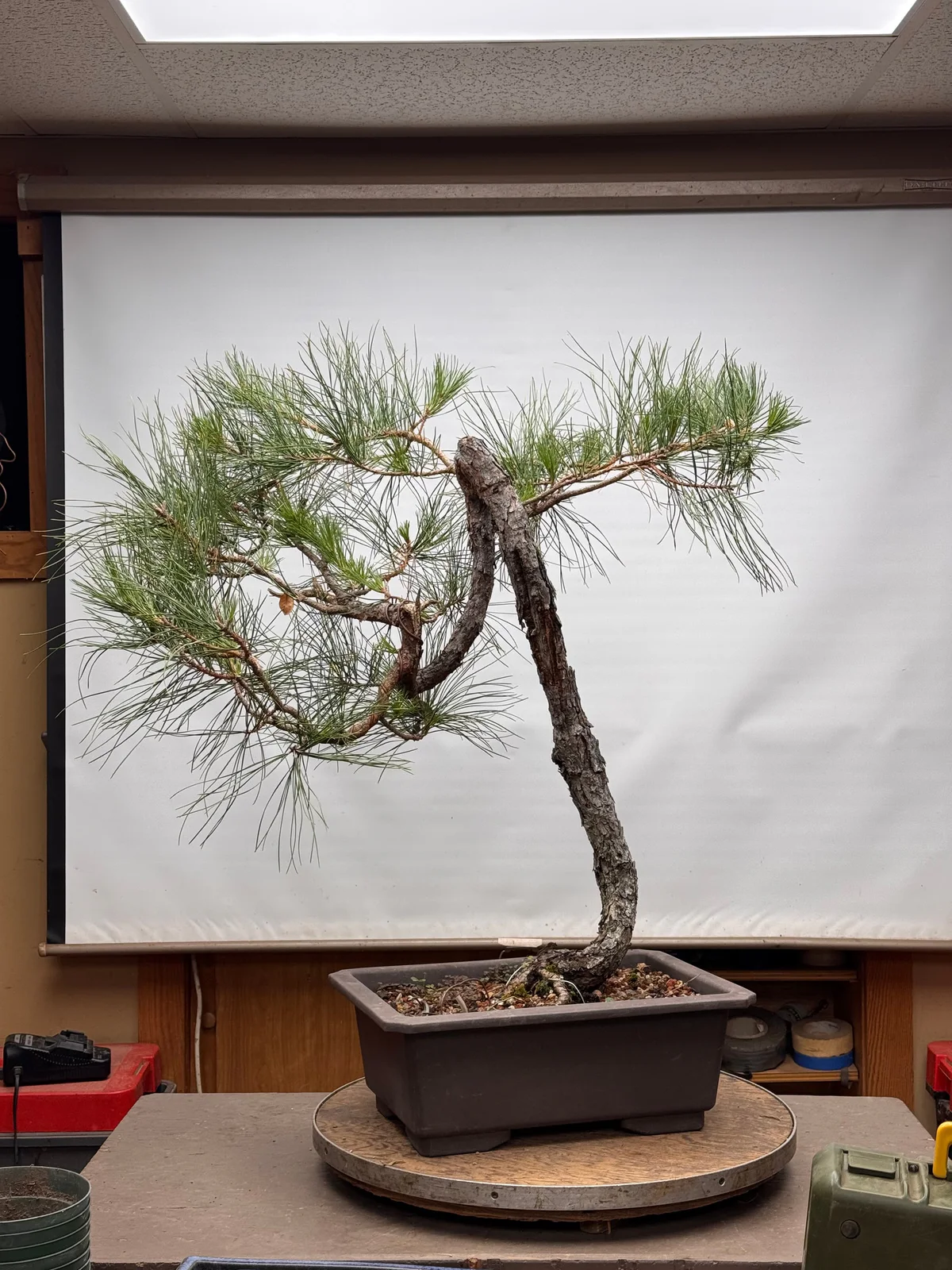 Literati Pitch Pine (September 2024)
