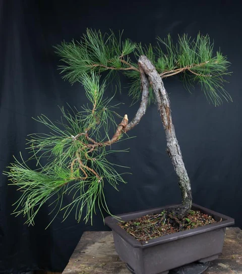 Literati Pitch Pine (September 2024)