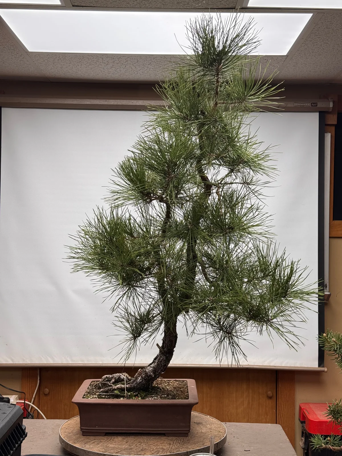 Pitch Pine — Informal Upright 1 (September 2024)