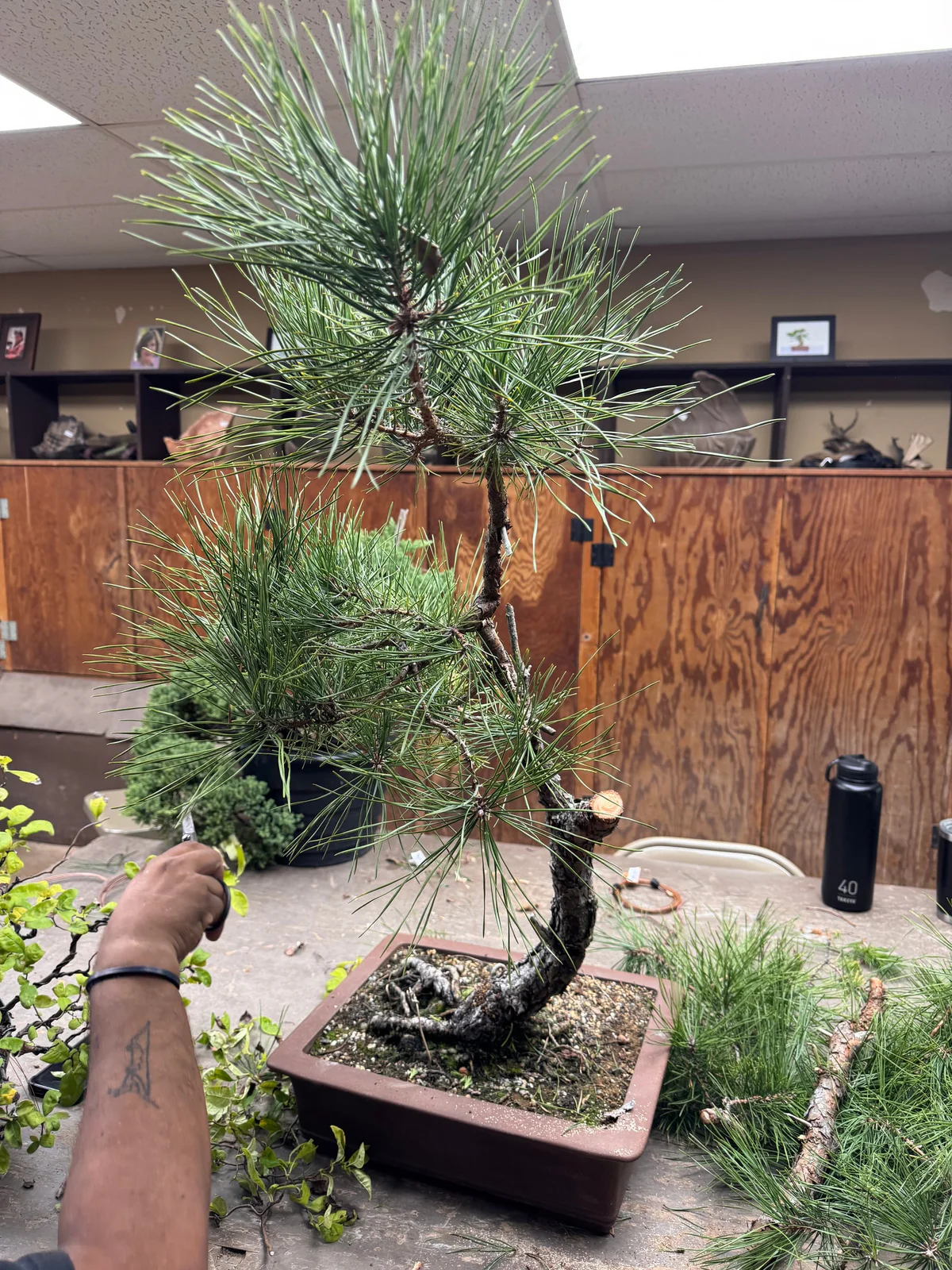 Pitch Pine — Informal Upright 1 (September 2024)