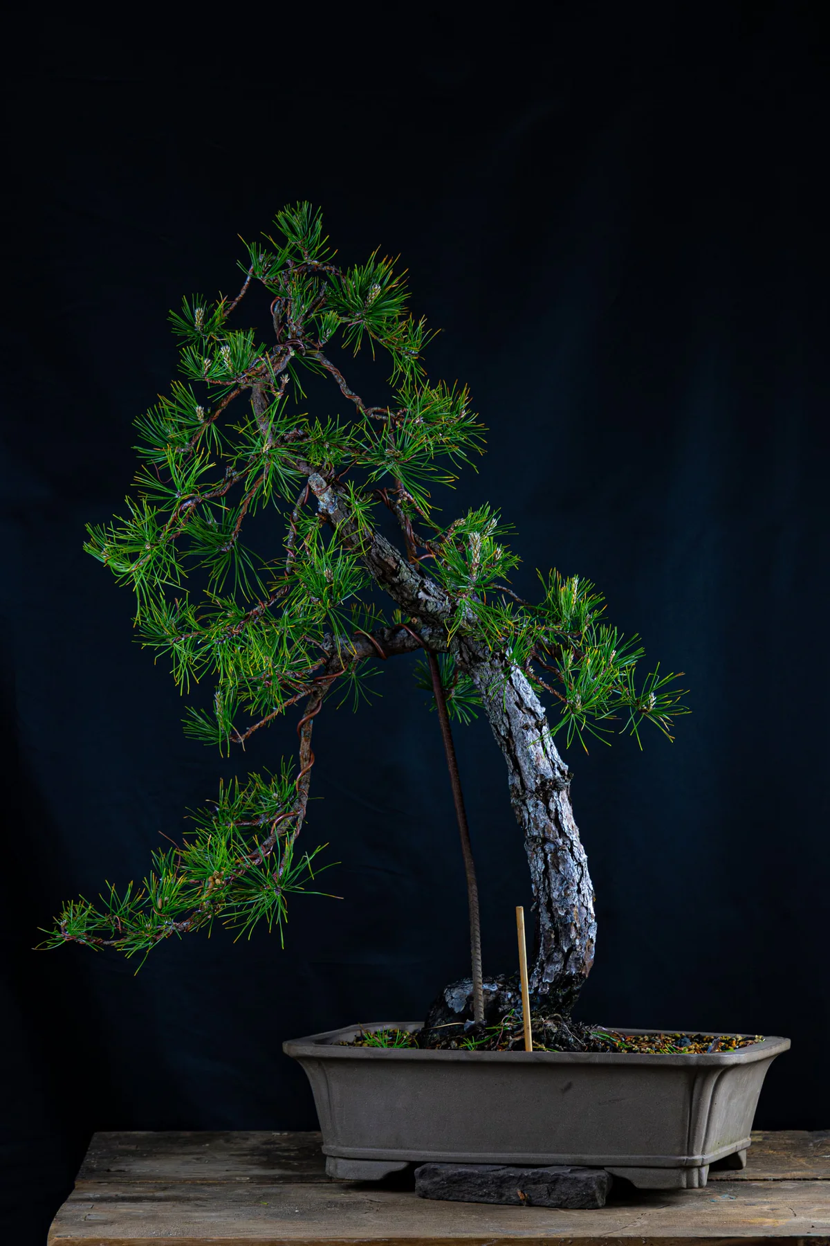Pitch Pine — Informal Upright 2 (April 2025)