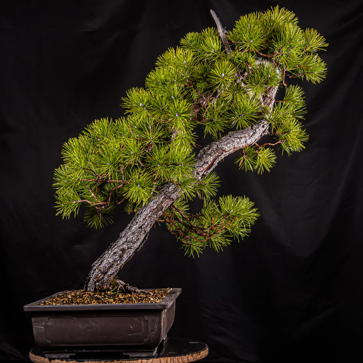 Pitch Pine — Informal Upright 3 (March 2026)