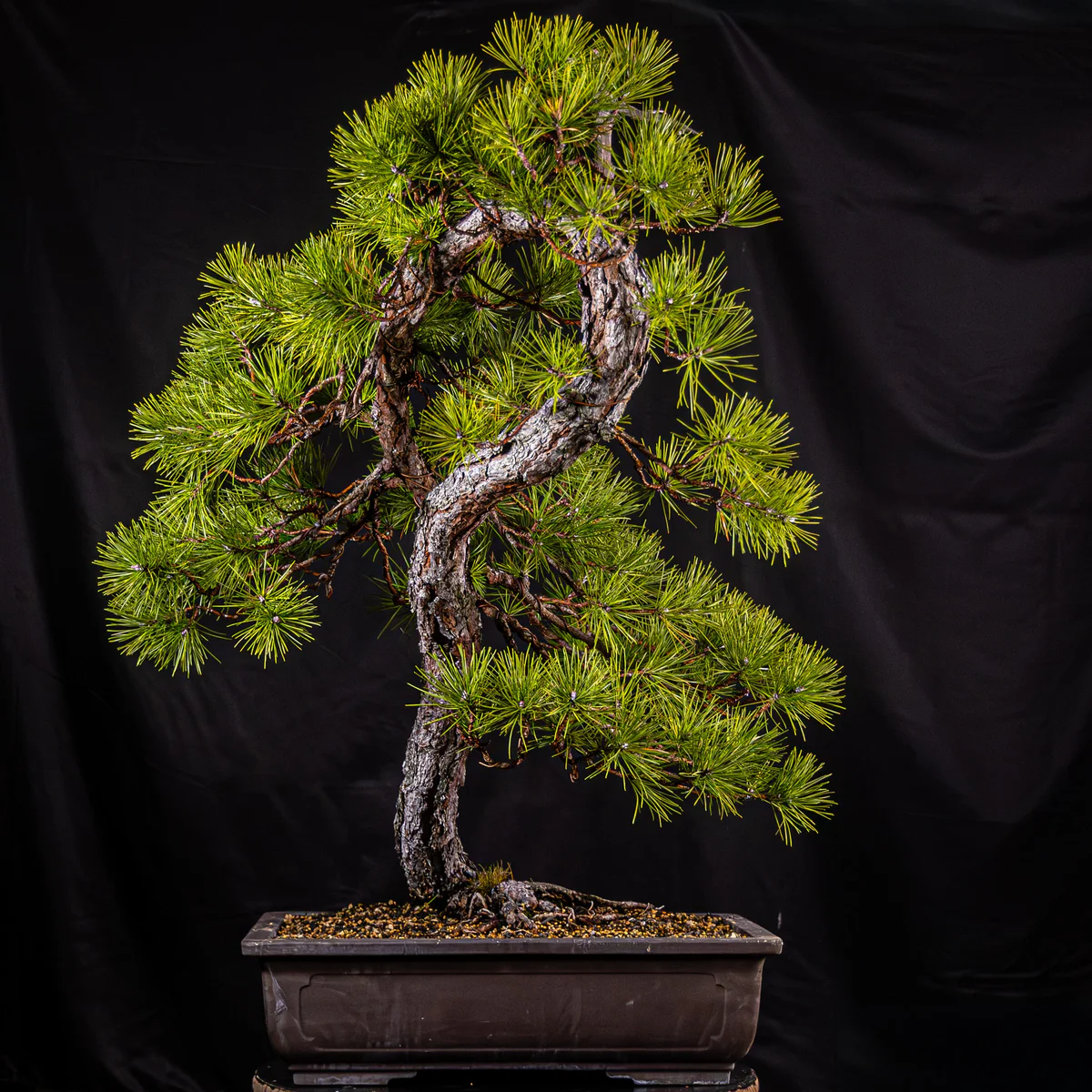 Pitch Pine — Informal Upright 3 (March 2026)
