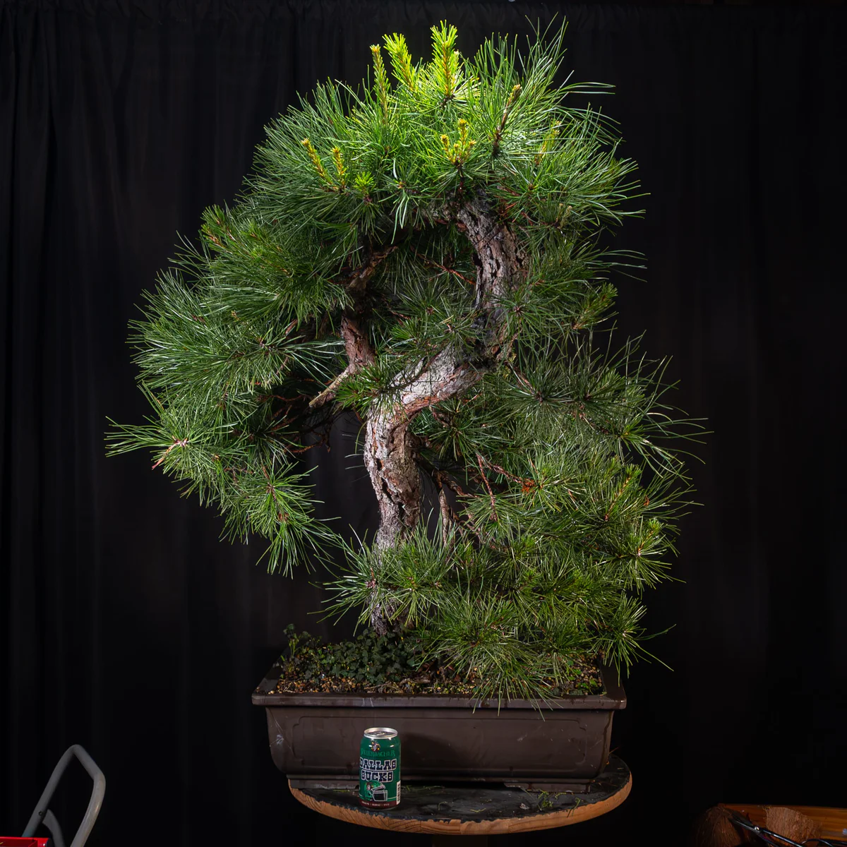 Pitch Pine — Informal Upright 3, after summer cleanup (August 2026)
