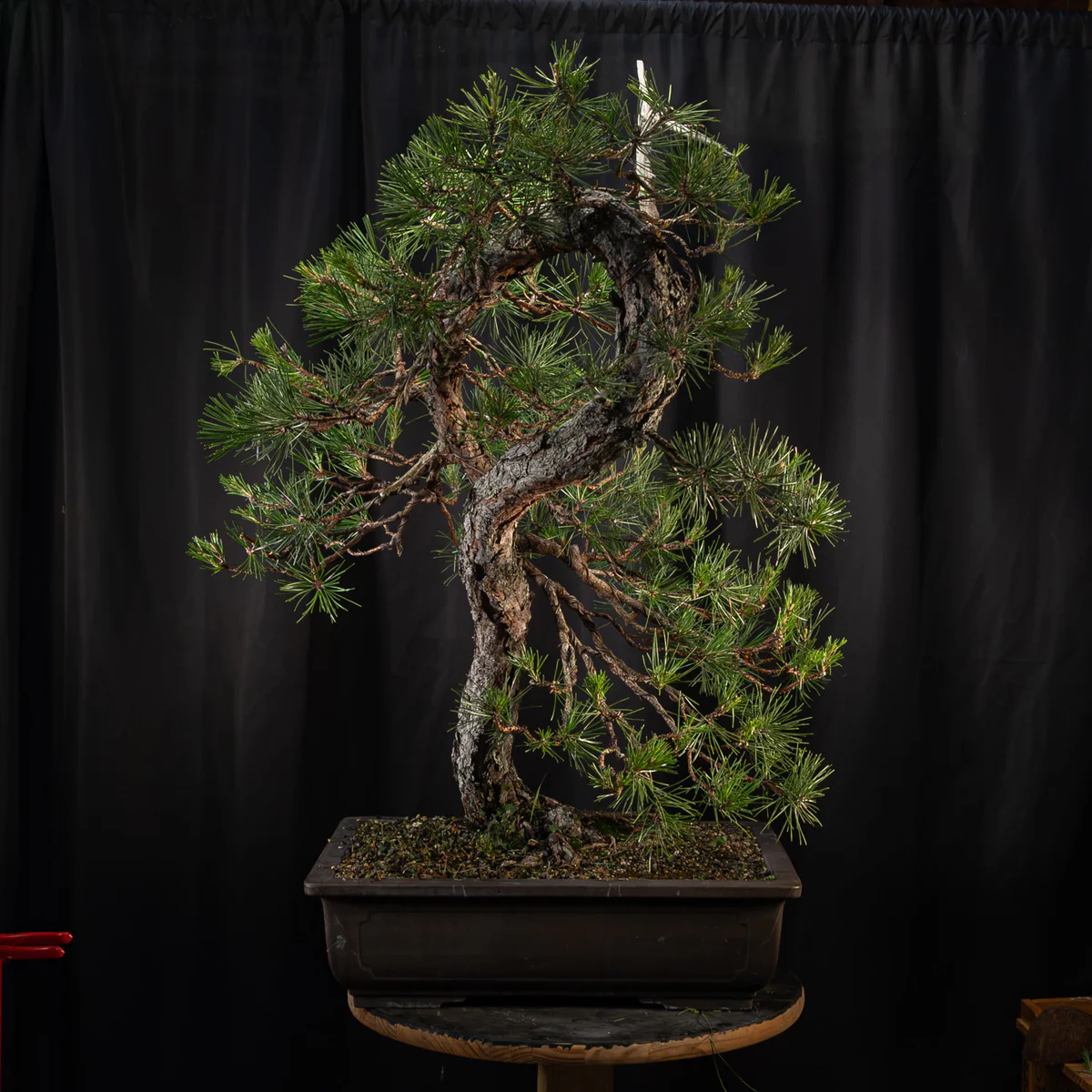 Pitch Pine — Informal Upright 3, after summer cleanup (August 2026)