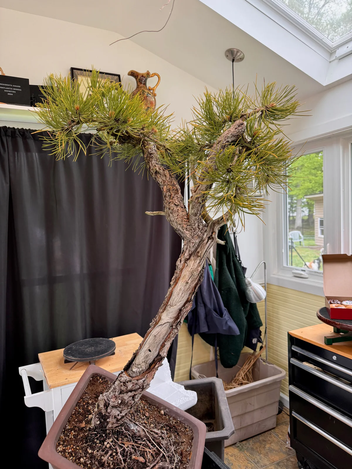 Ponderosa Pine (May 2024)