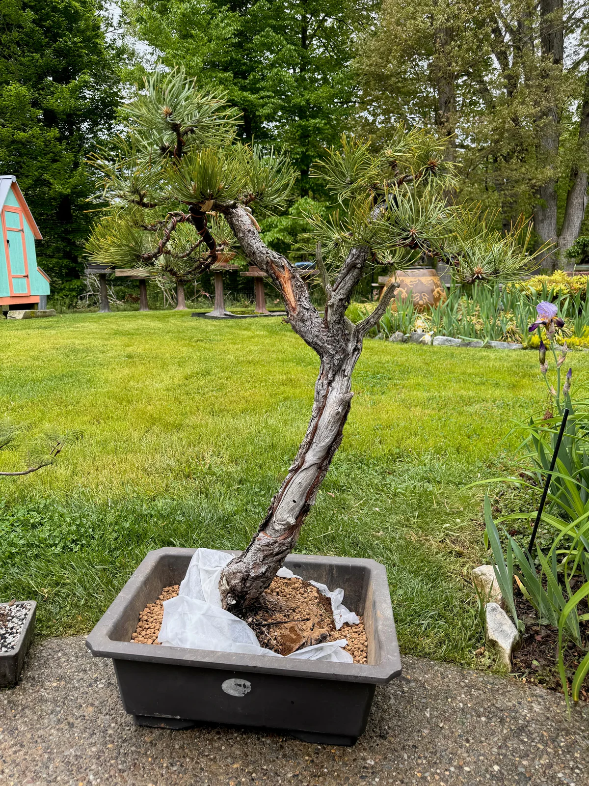 Ponderosa Pine (May 2024)