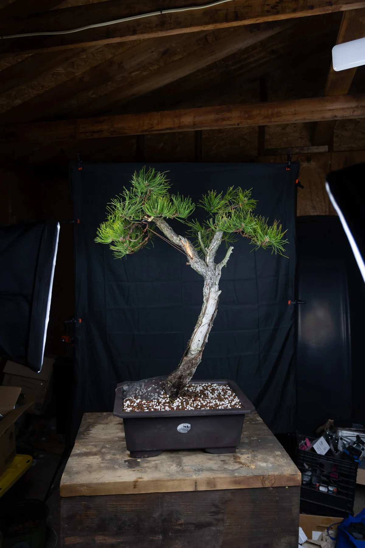 Ponderosa Pine (May 2024)