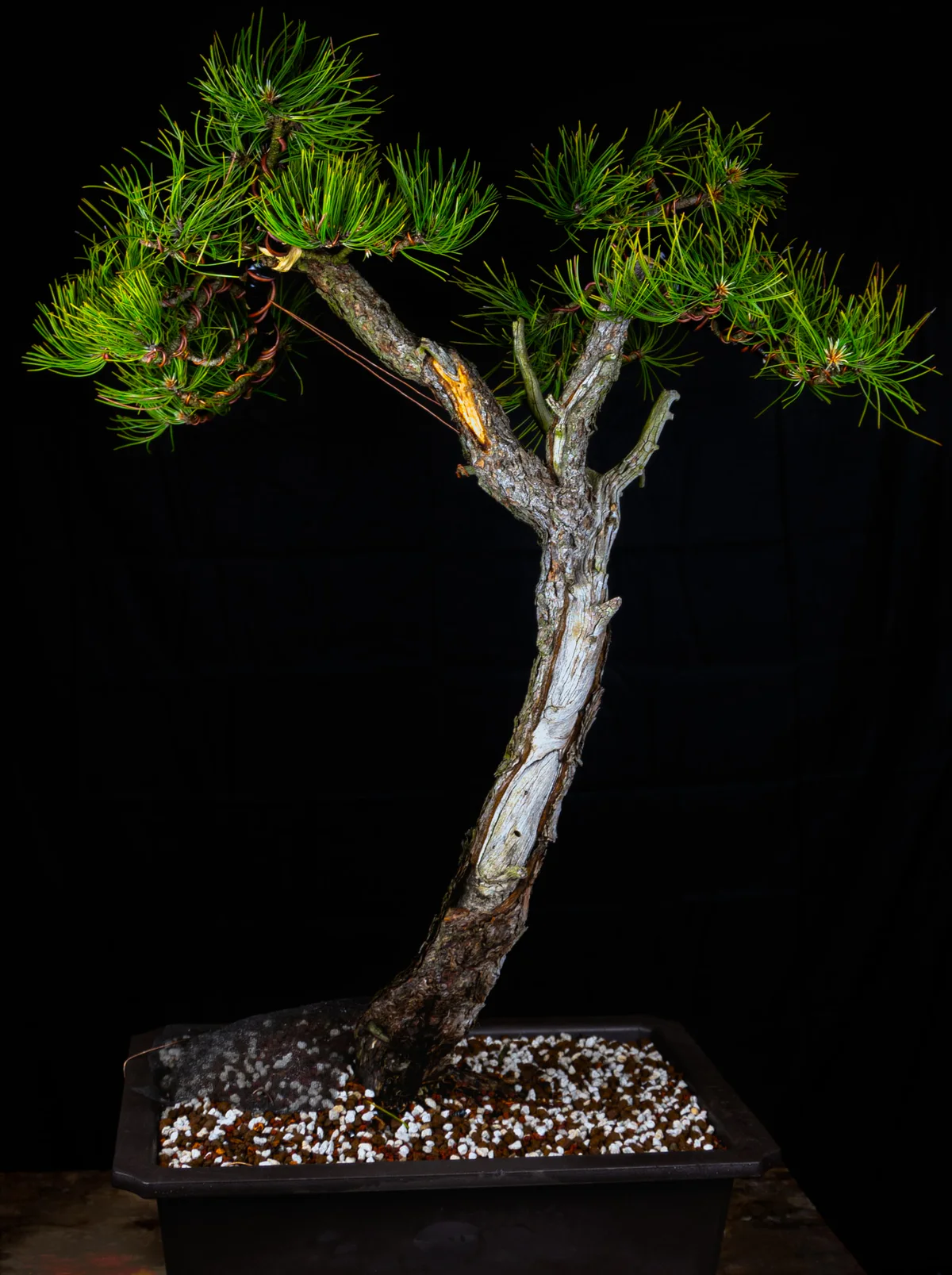 Ponderosa Pine (May 2024)
