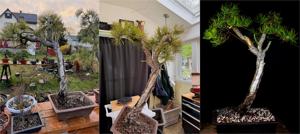 Ponderosa Pine (May 2024)