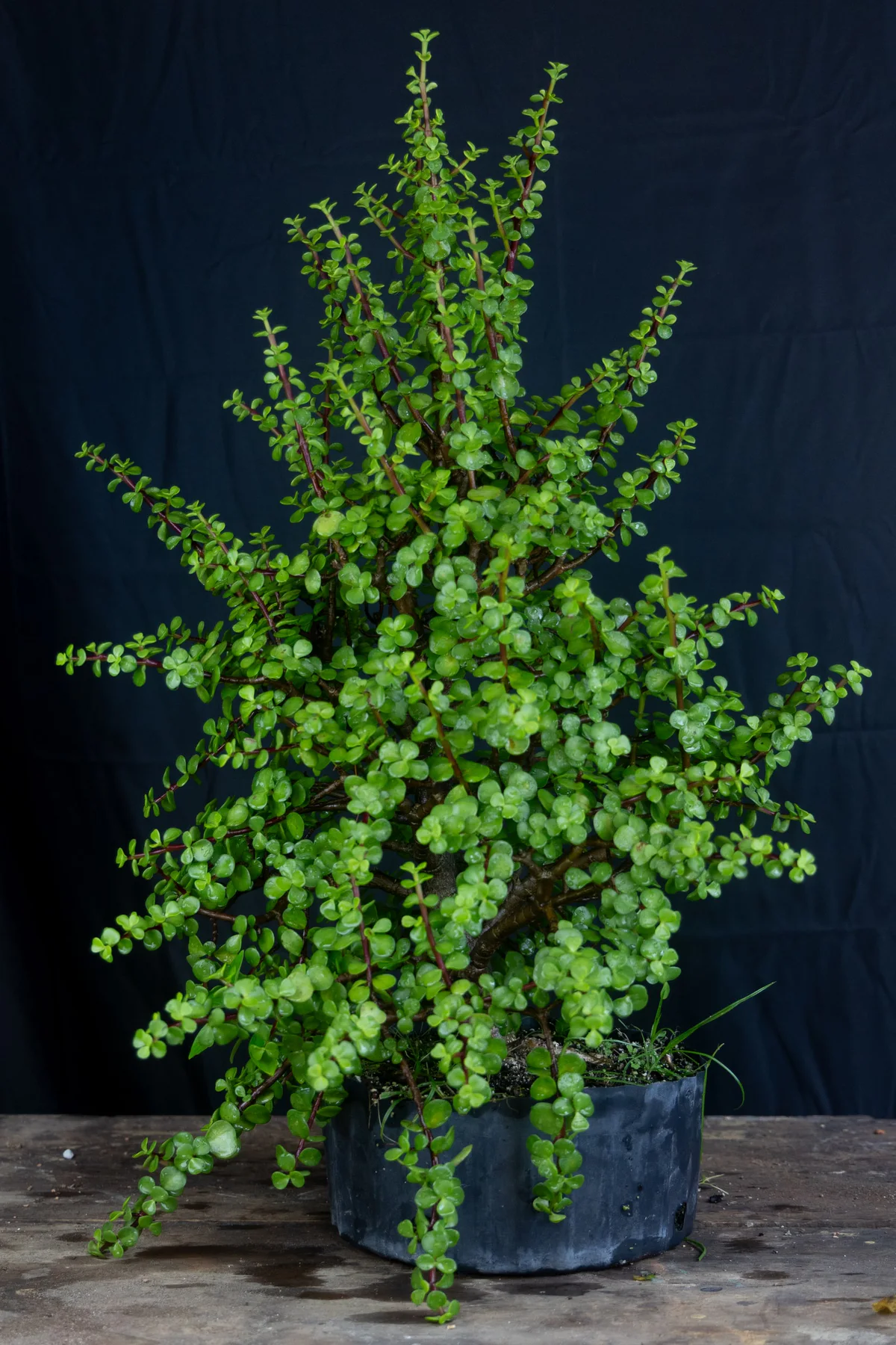 Portulacaria afra (July 2024)