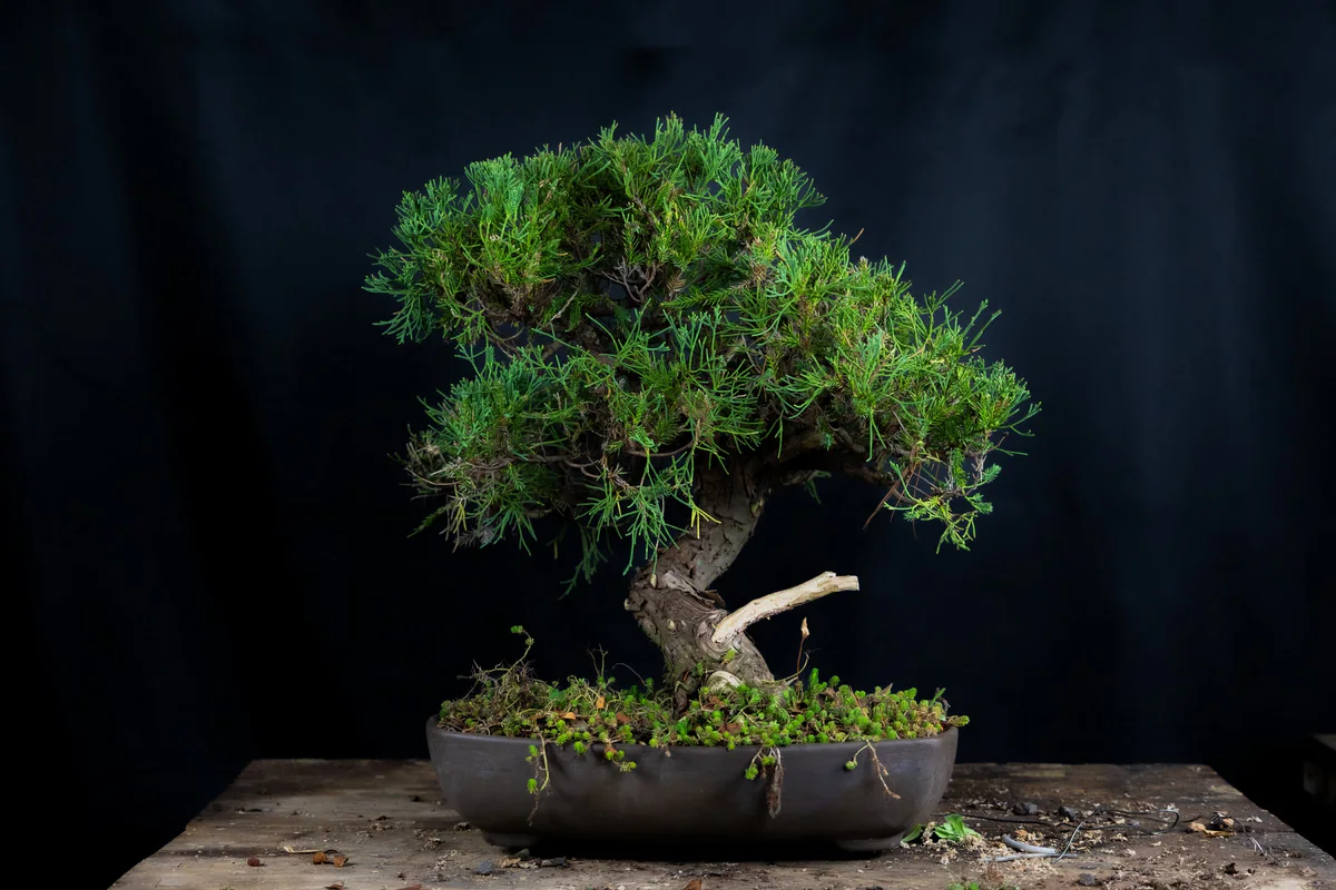 San Jose Juniper, at acquisition (March 2025)