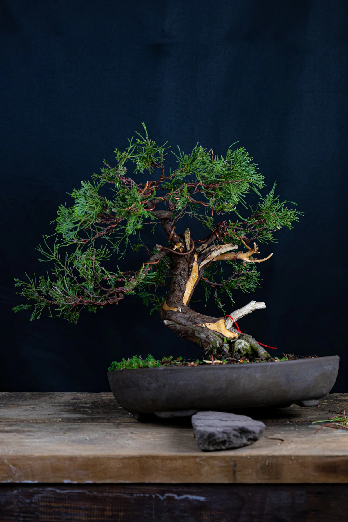 San Jose Juniper, after initial styling (May 2025)