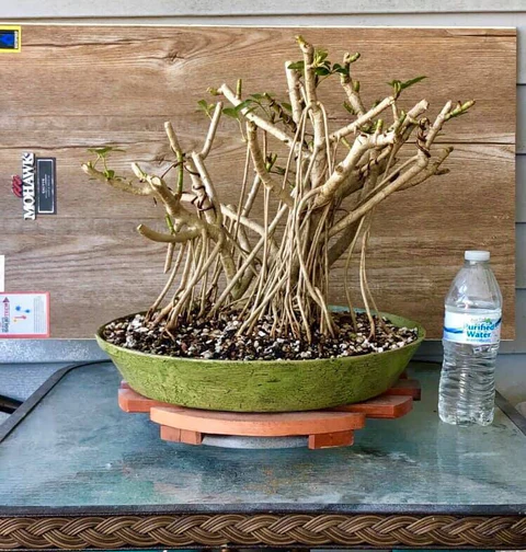 Schefflera (April 2019)
