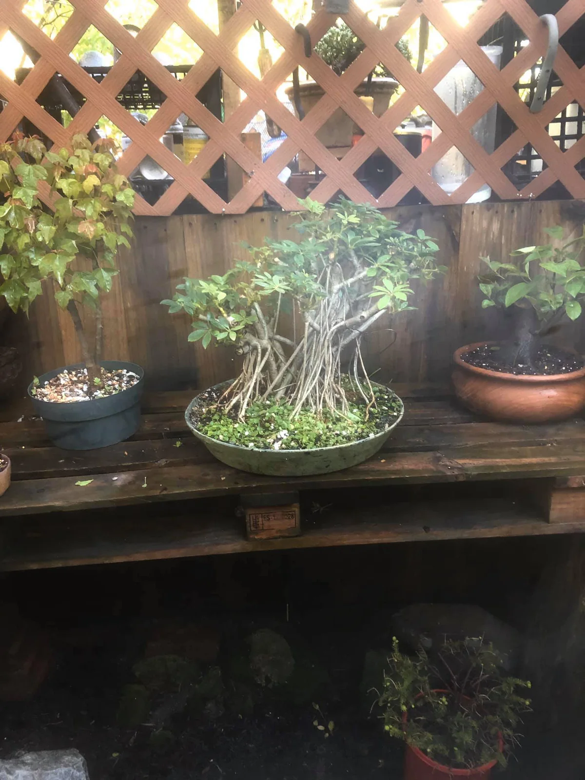 Schefflera (April 2020)