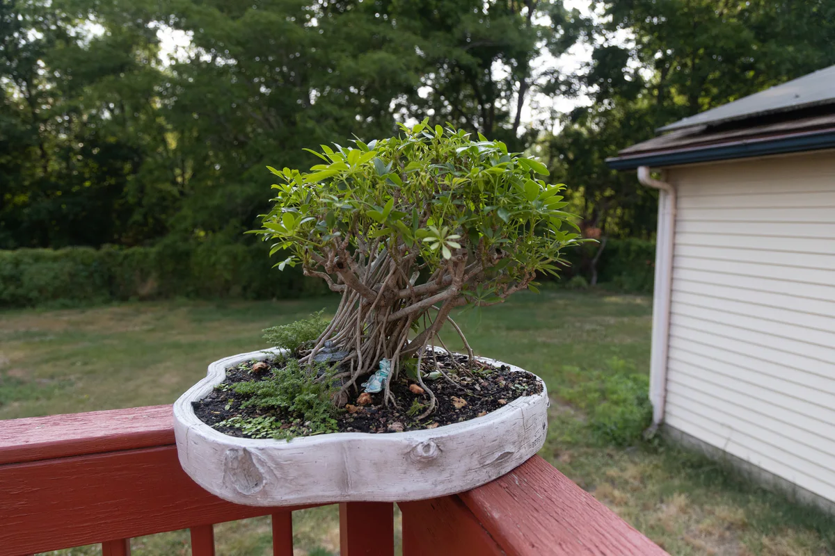 Schefflera (June 2023)