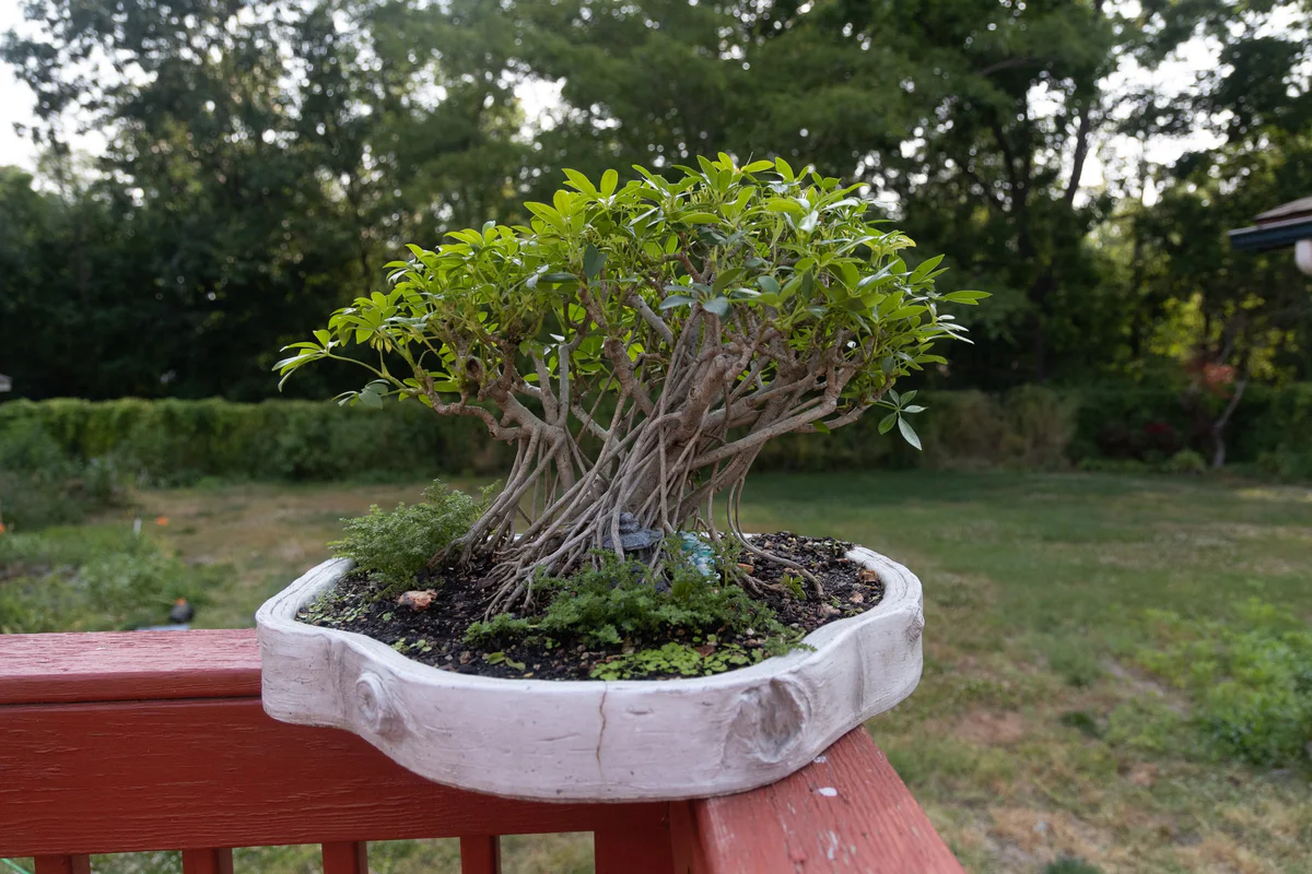 Schefflera (June 2023)