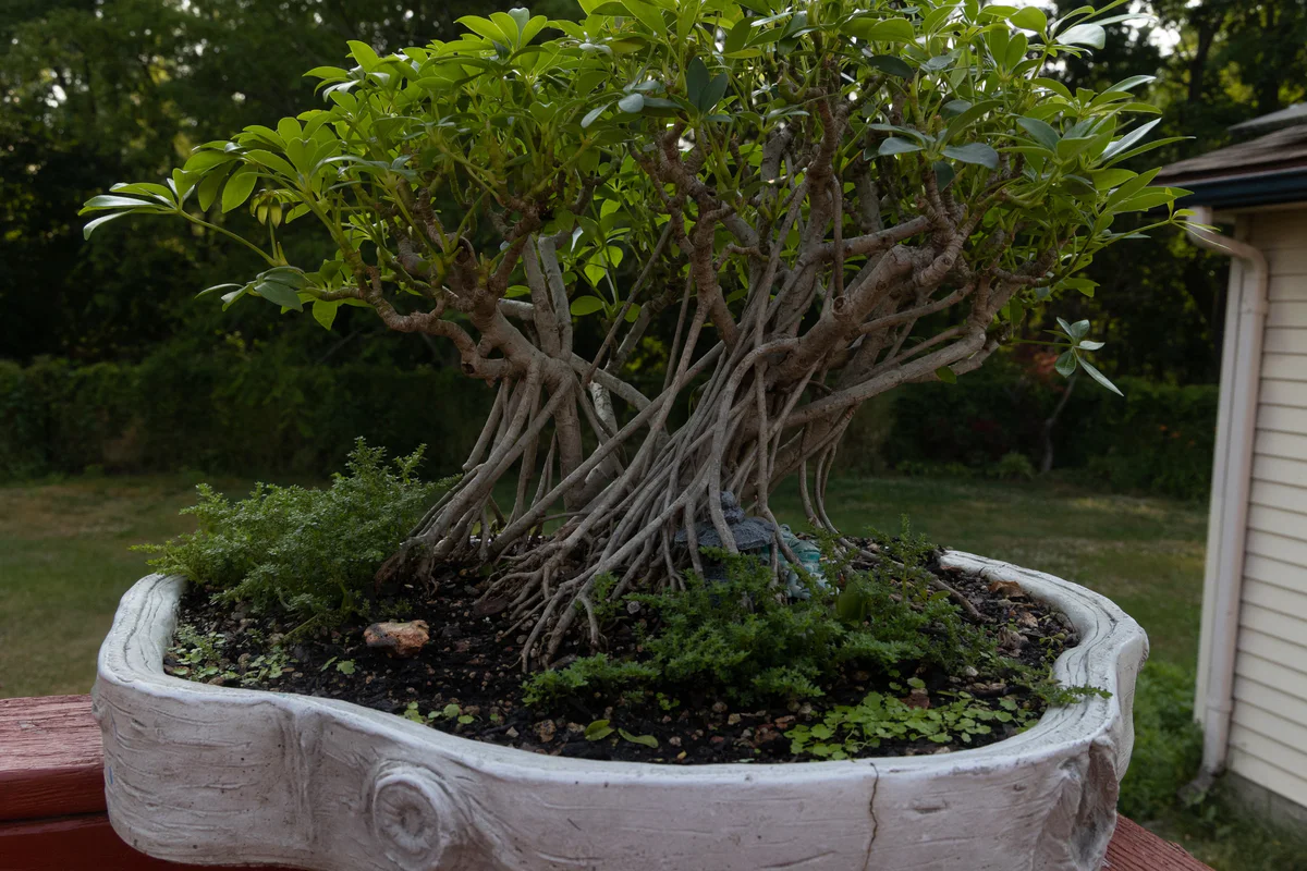 Schefflera (June 2023)