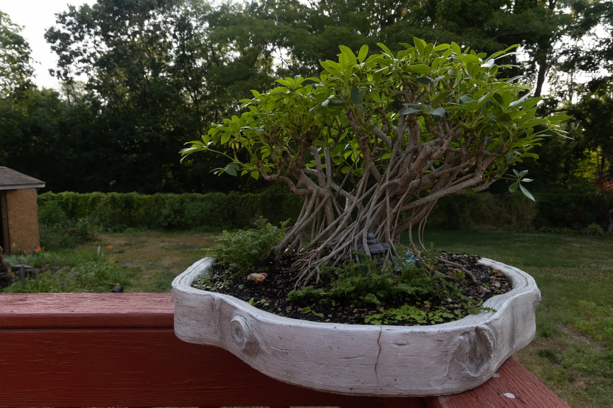 Schefflera (June 2023)