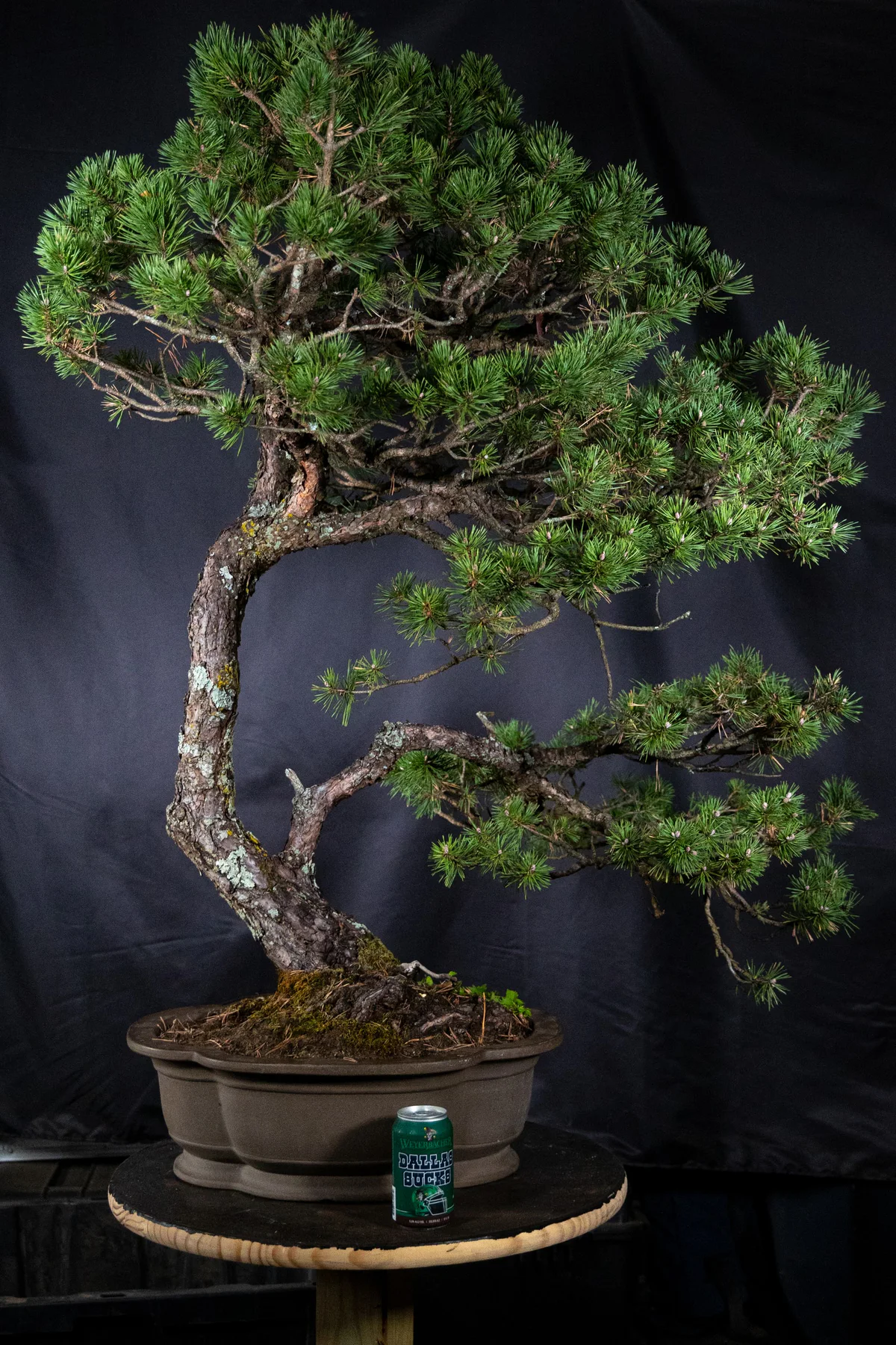 Scots Pine (October 2025)