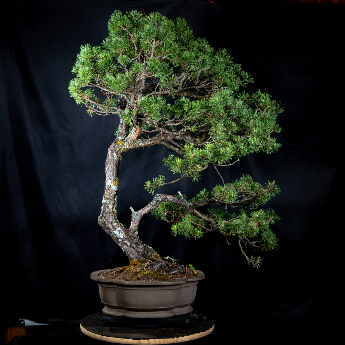Scots Pine, front (October 2025)