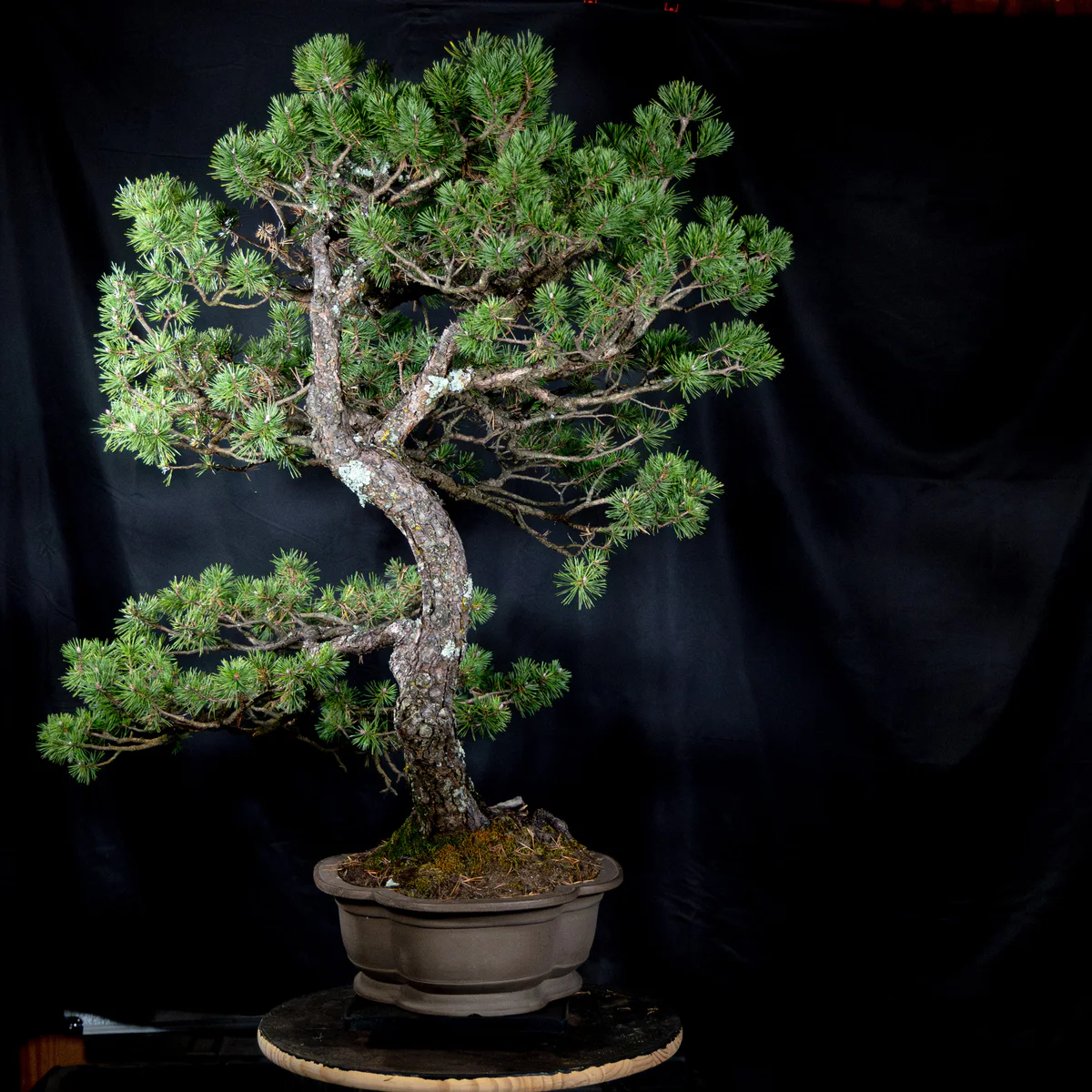 Scots Pine, left side (October 2025)
