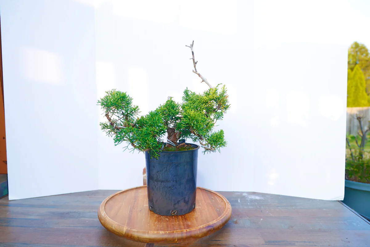 Shimpaku Juniper (USA Koi) (June 2023)