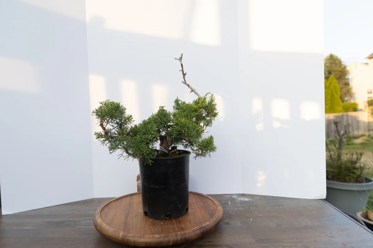 Shimpaku Juniper (USA Koi) (June 2023)