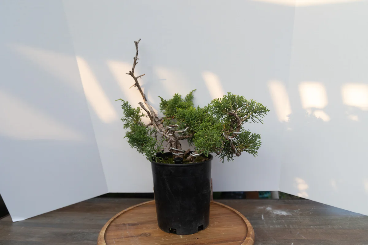 Shimpaku Juniper (USA Koi) (June 2023)