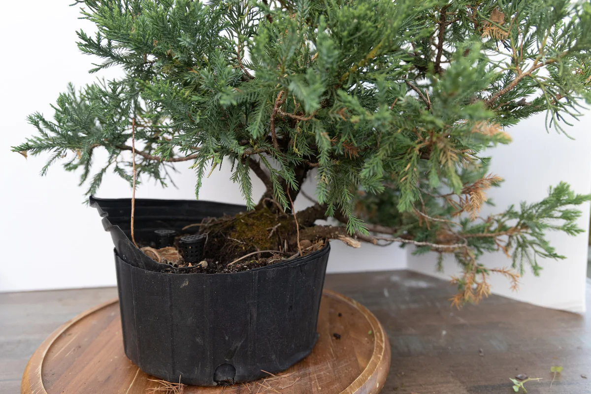 USA Koi Juniper (June 2023)