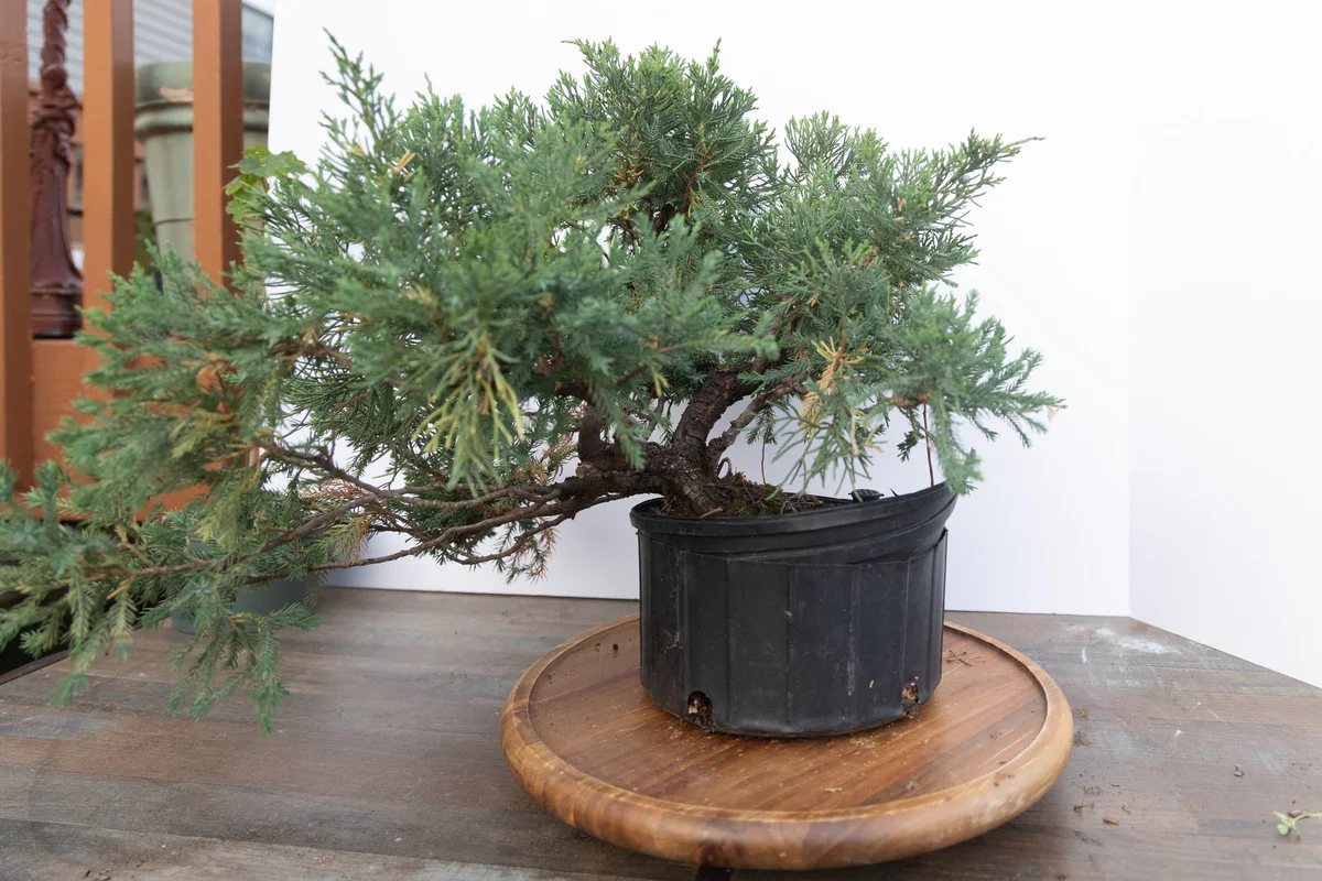 USA Koi Juniper (June 2023)