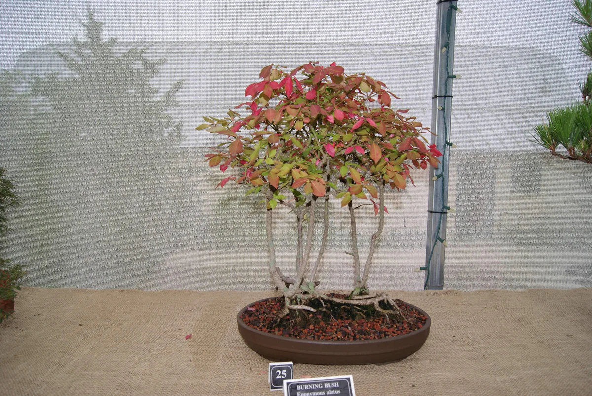 Winged Euonymus, the tree at the show in 2016