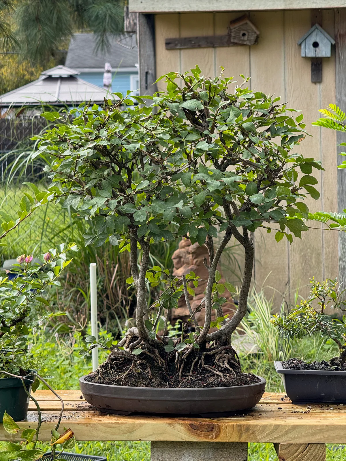 Winged Euonymus, summer 2025