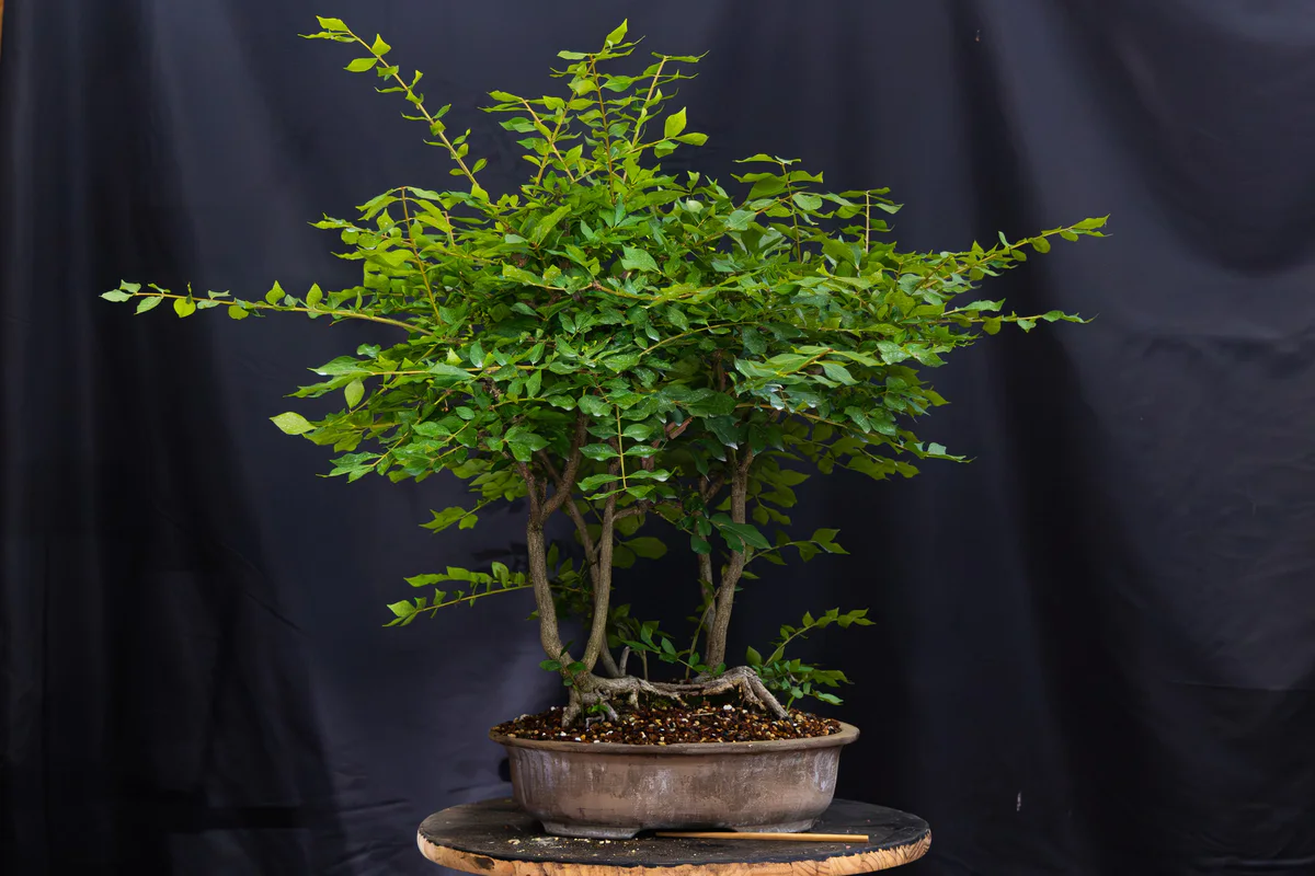 Winged Euonymus, spring 2026