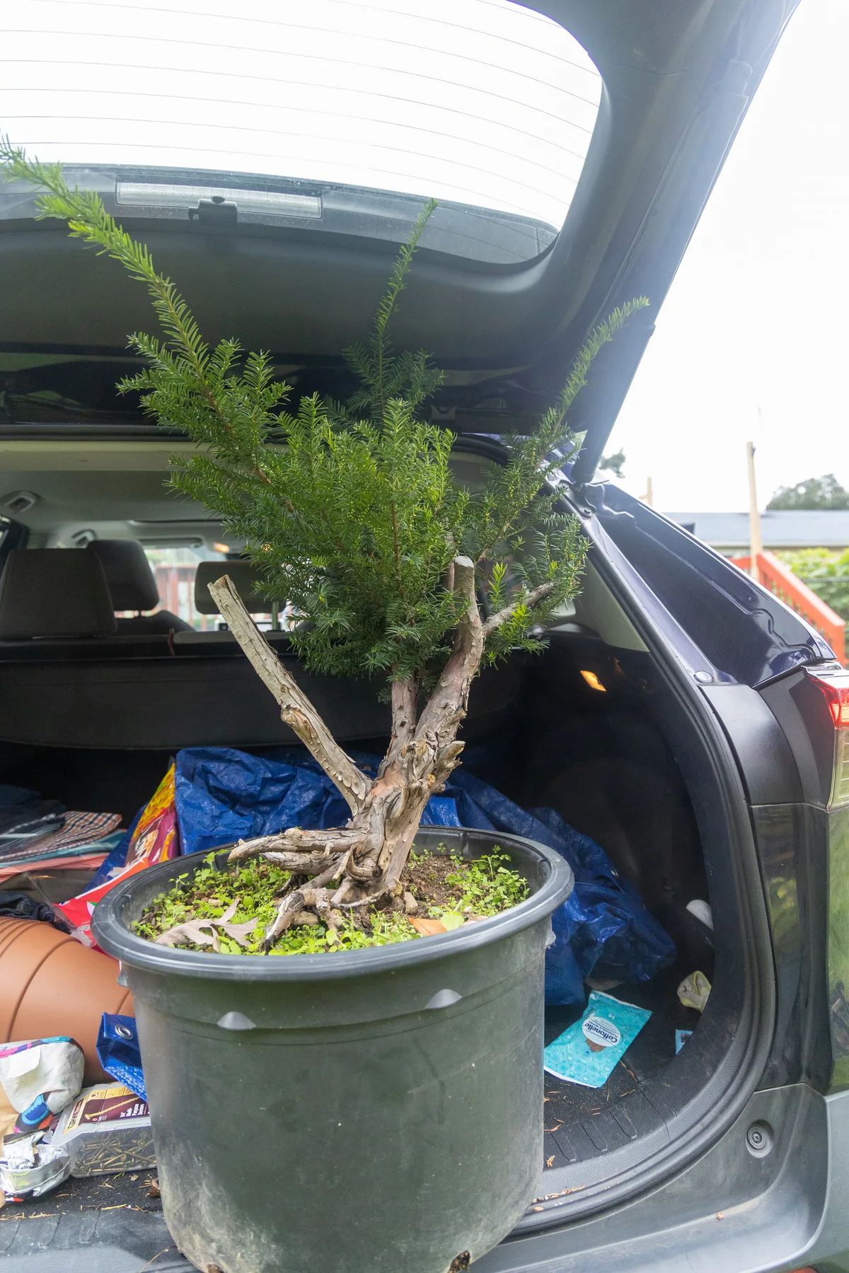 Yew 1 (October 2023)