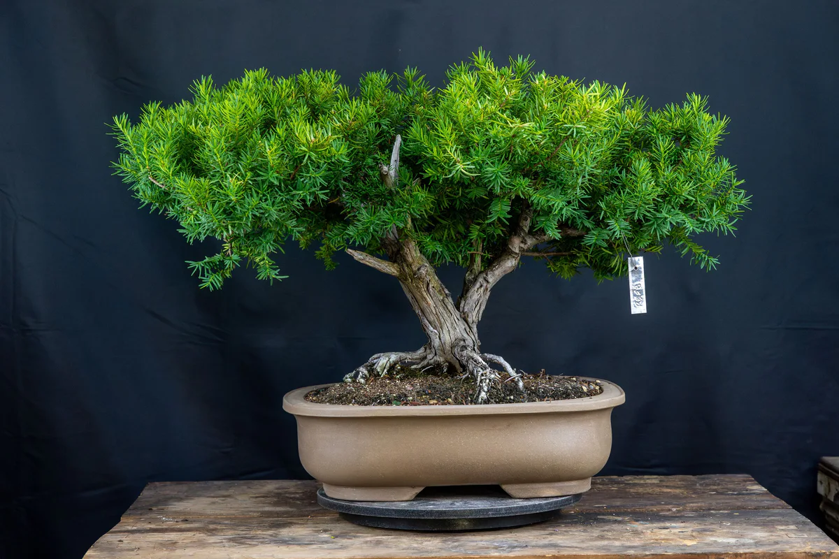 Yew 2 (Nature's Way), before pruning (August 2024)