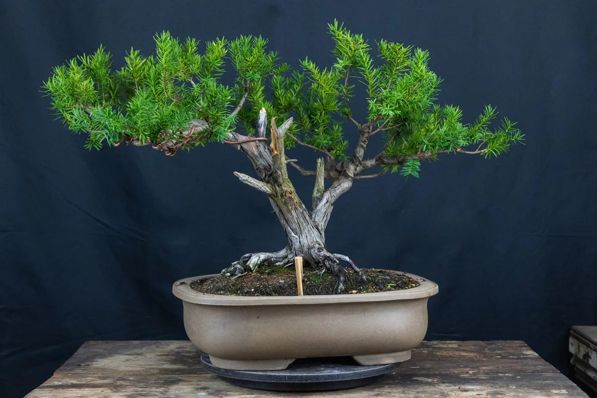 Yew 2 (Nature's Way) (August 2024)