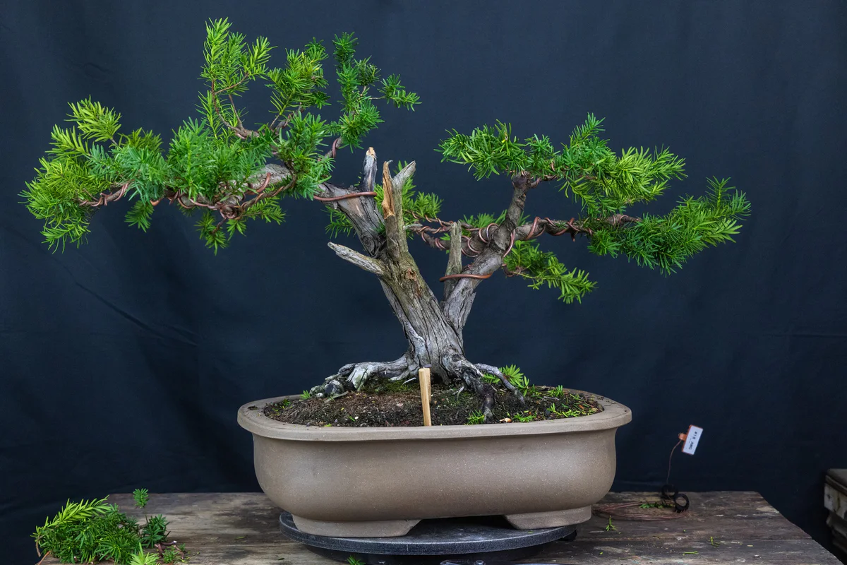 Yew 2 (Nature's Way) (August 2024)